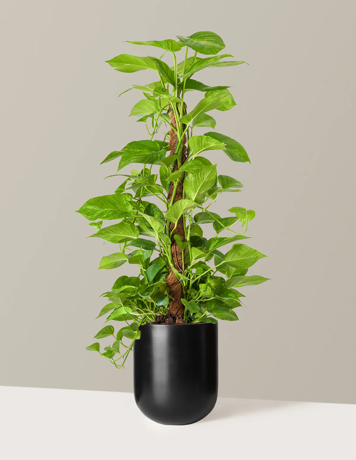 Golden Pothos Totem - Image 10