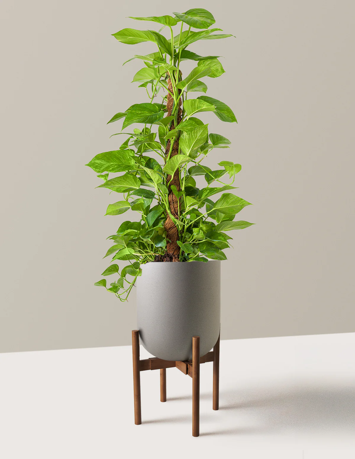 Golden Pothos Totem - Image 18