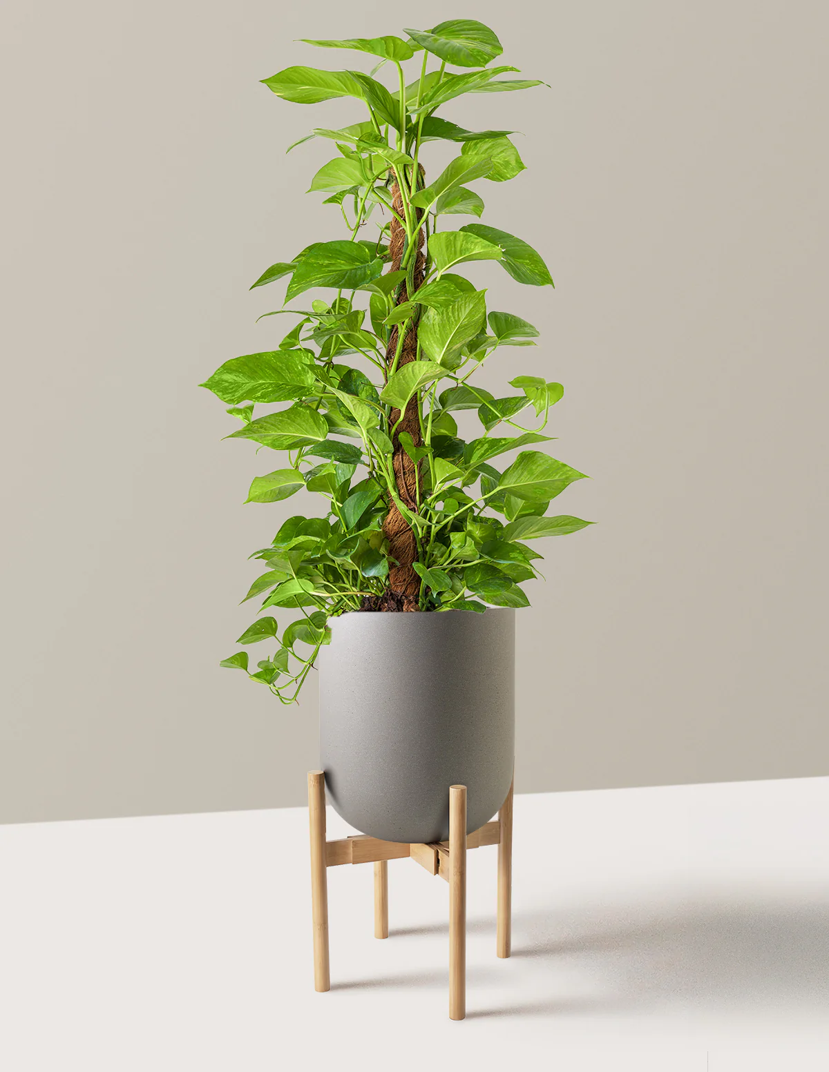 Golden Pothos Totem - Image 11