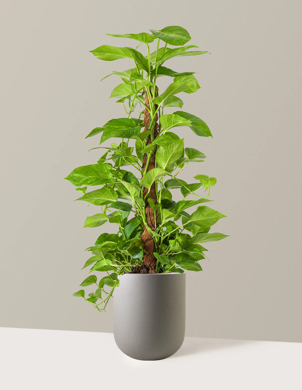 Golden Pothos Totem - Image 9