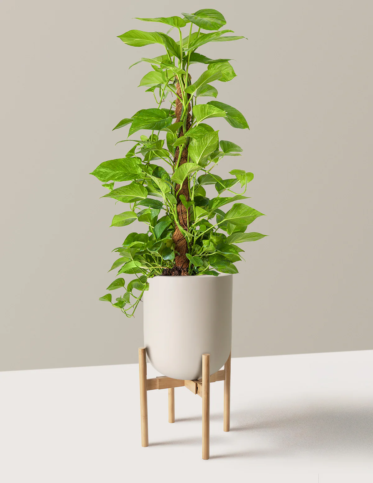 Golden Pothos Totem - Image 3