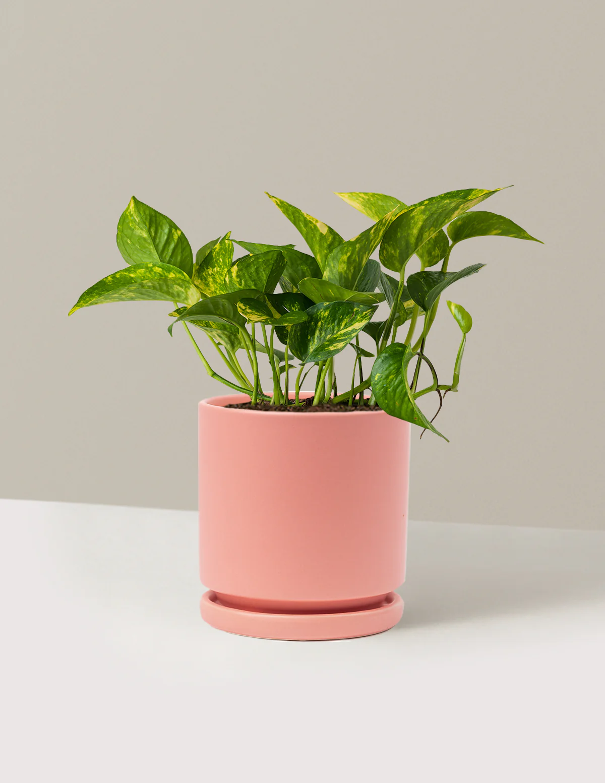 Golden Pothos - Image 48