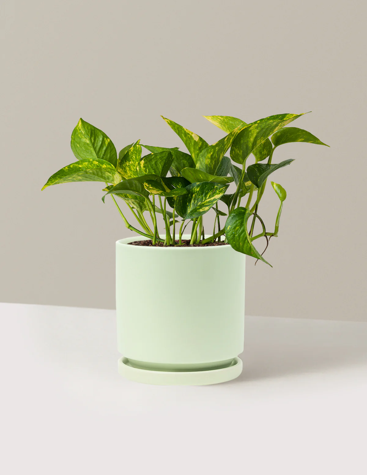 Golden Pothos - Image 49