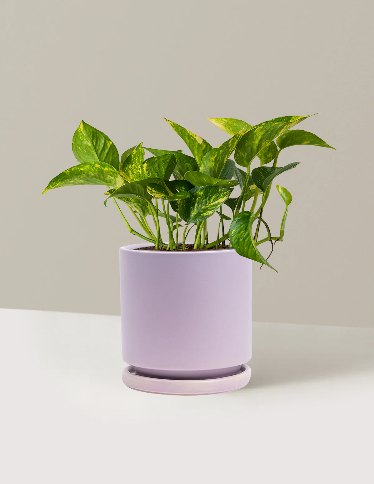 Golden Pothos - Image 50
