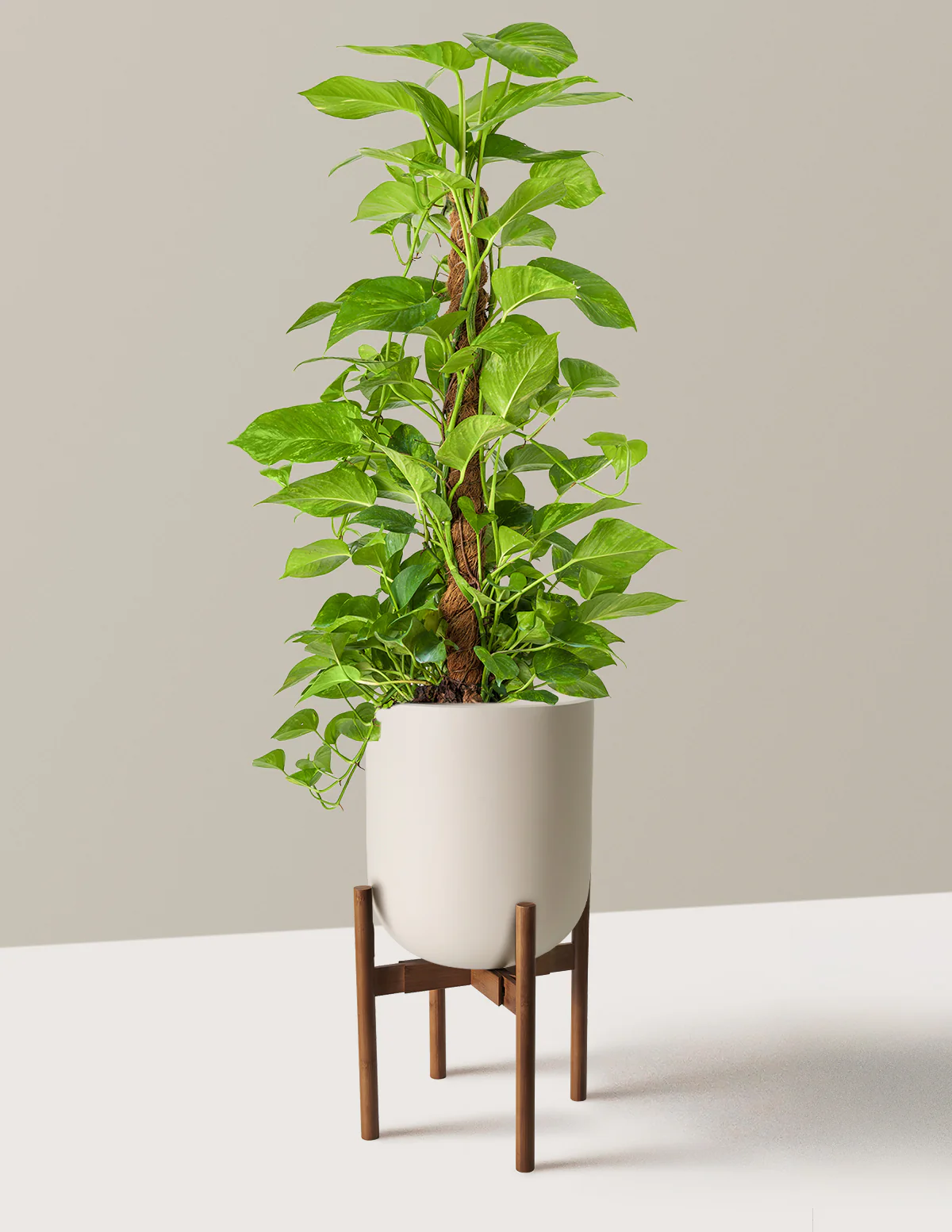 Golden Pothos Totem - Image 5
