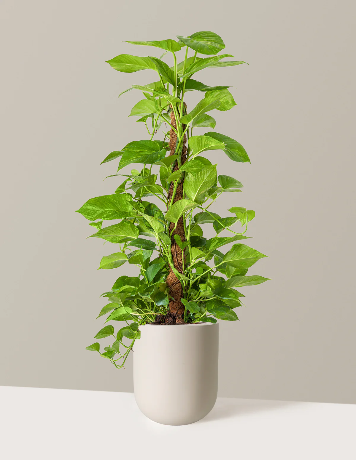 Golden Pothos Totem - Image 15