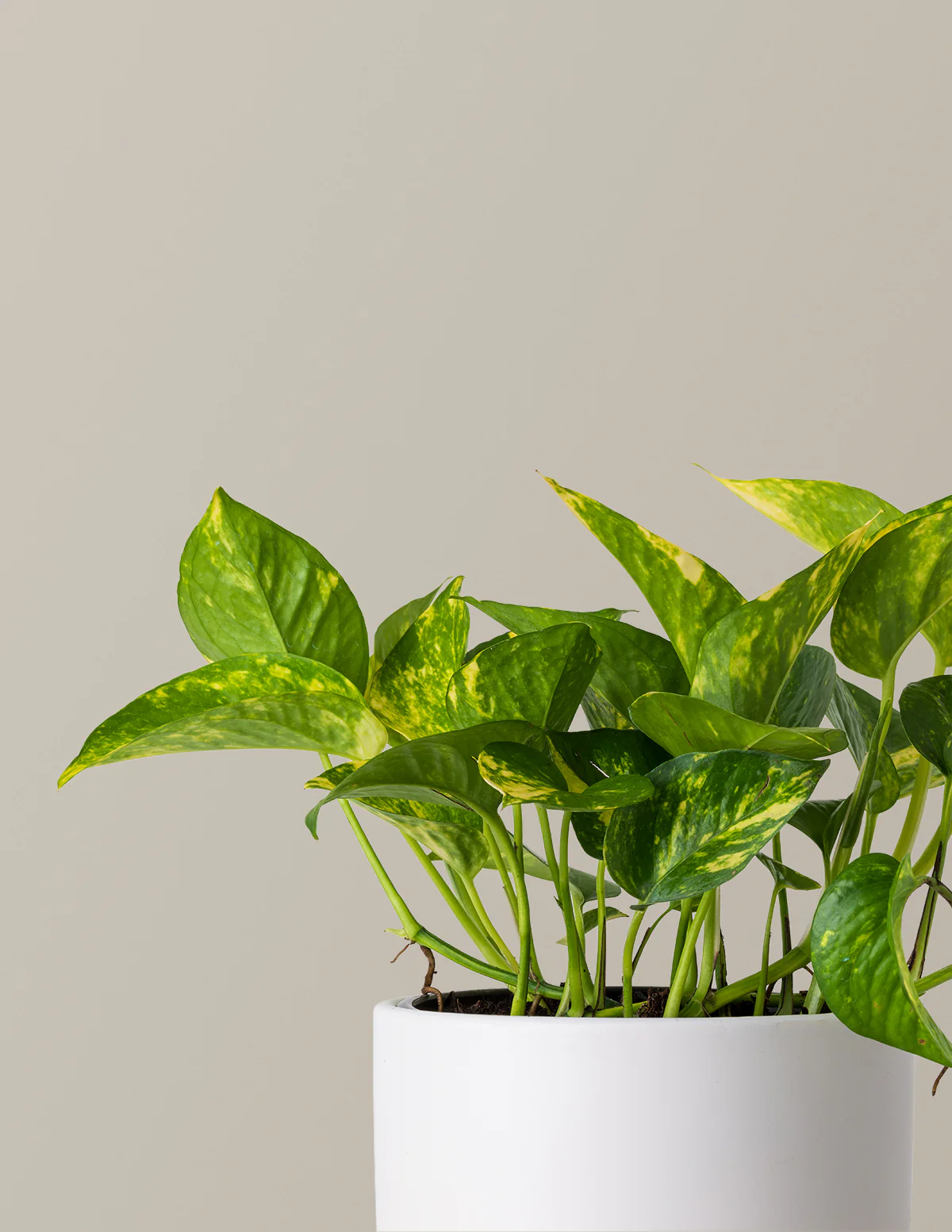 Golden Pothos - Image 8