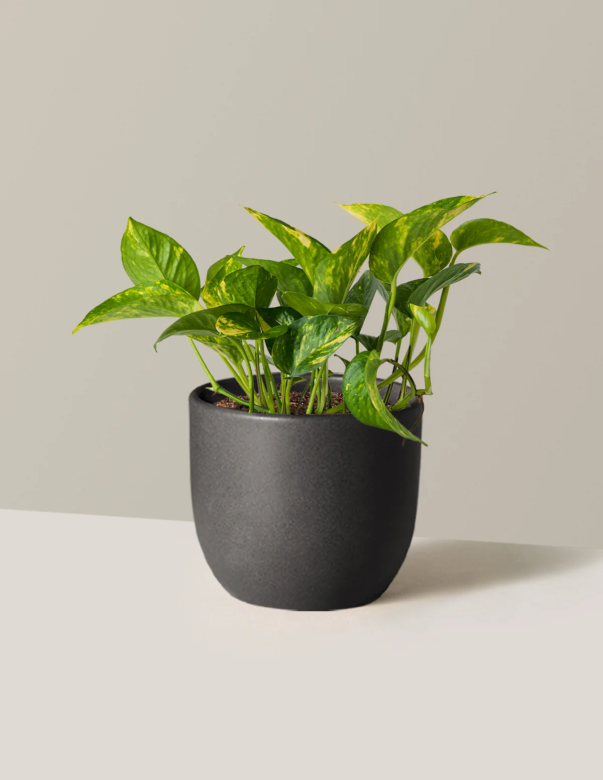 Golden Pothos - Image 9