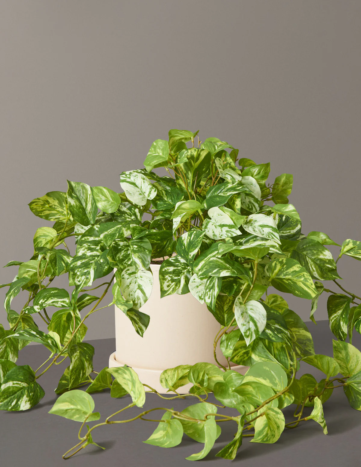 Artificial Pothos Plant - Image 6