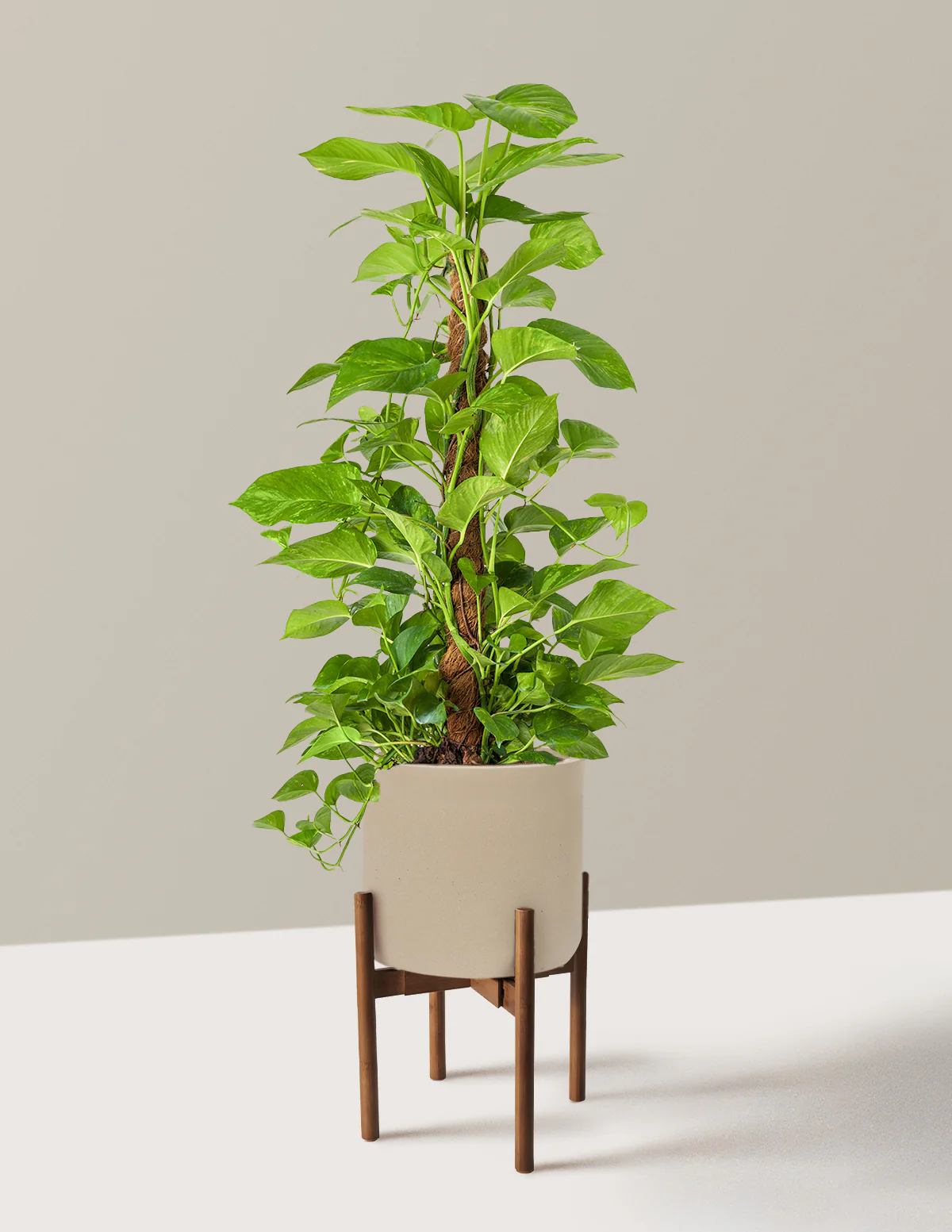 Golden Pothos Totem - Image 26