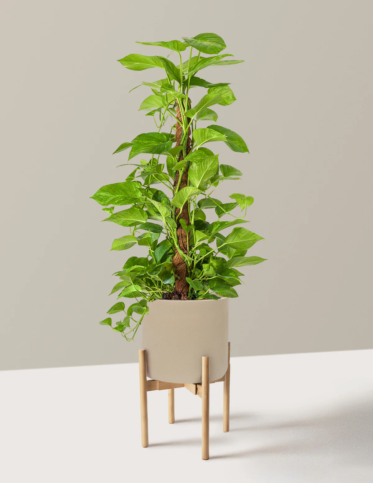 Golden Pothos Totem - Image 27