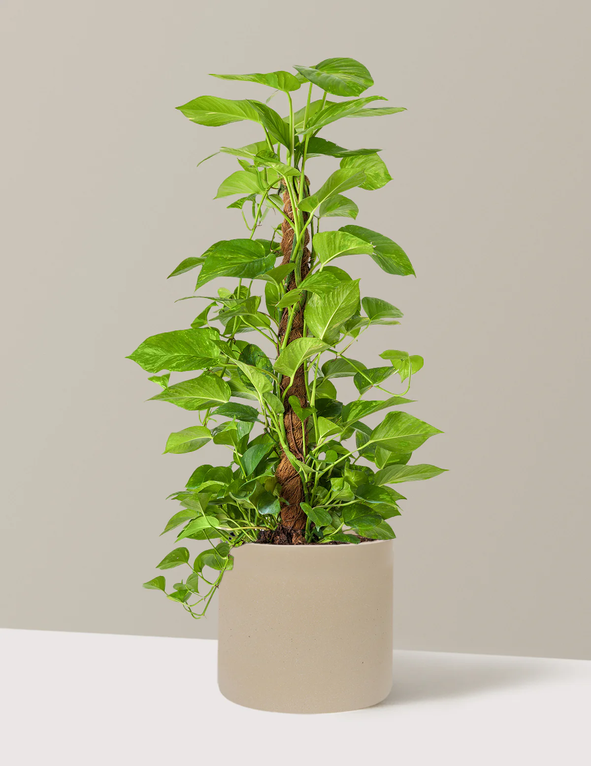 Golden Pothos Totem - Image 28
