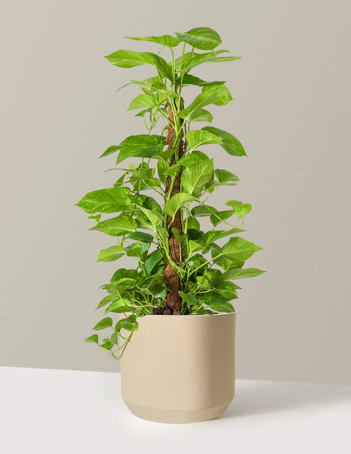 Golden Pothos Totem - Image 29