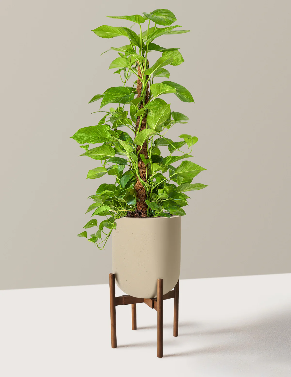 Golden Pothos Totem - Image 30