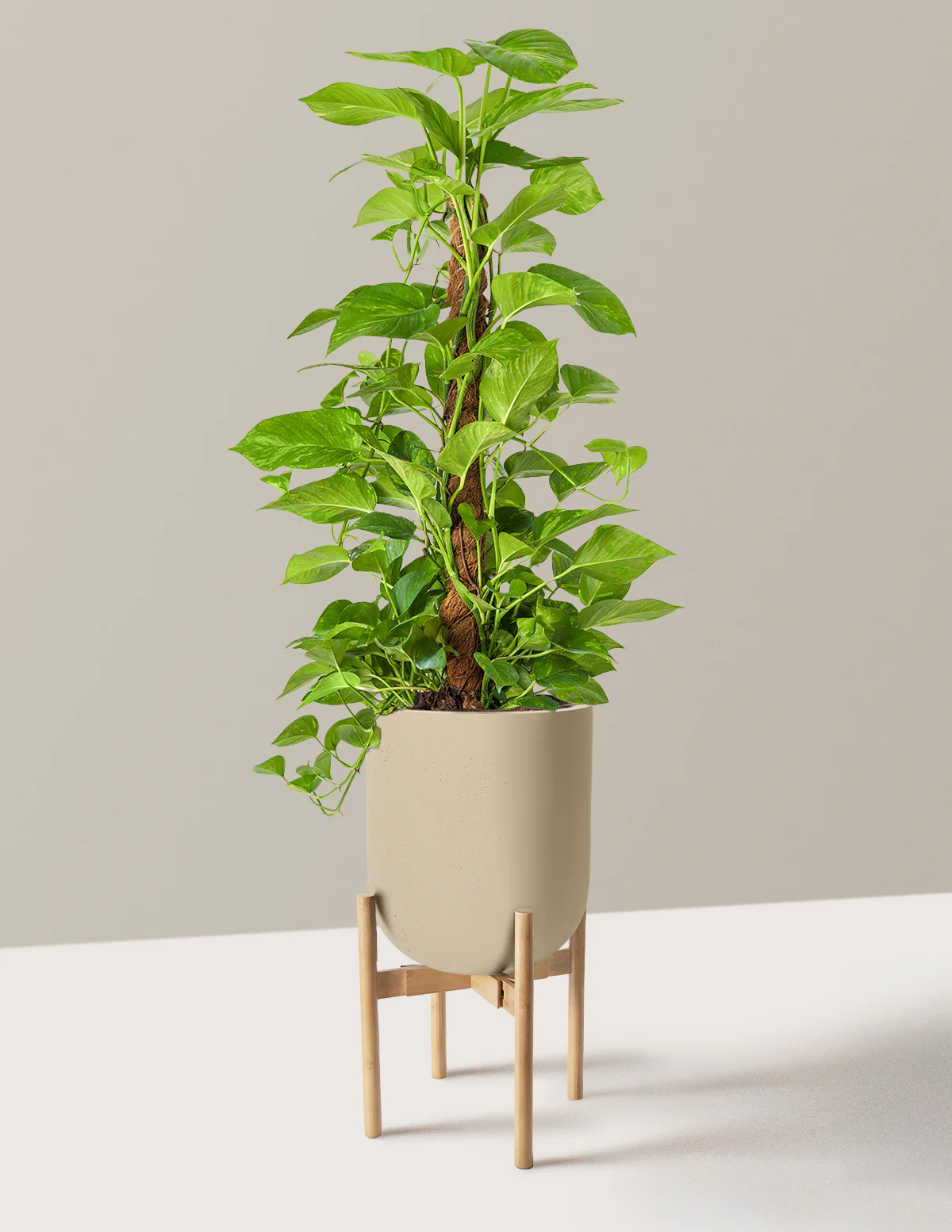 Golden Pothos Totem - Image 31
