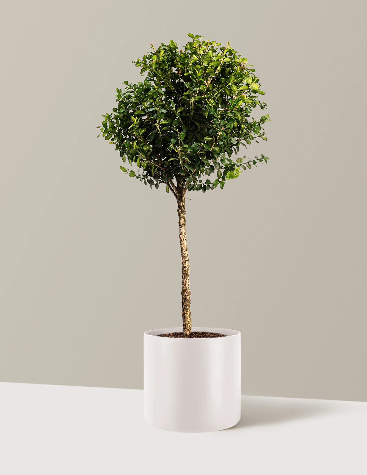 Green Mountain Topiary Boxwood (Ball) - Image 10