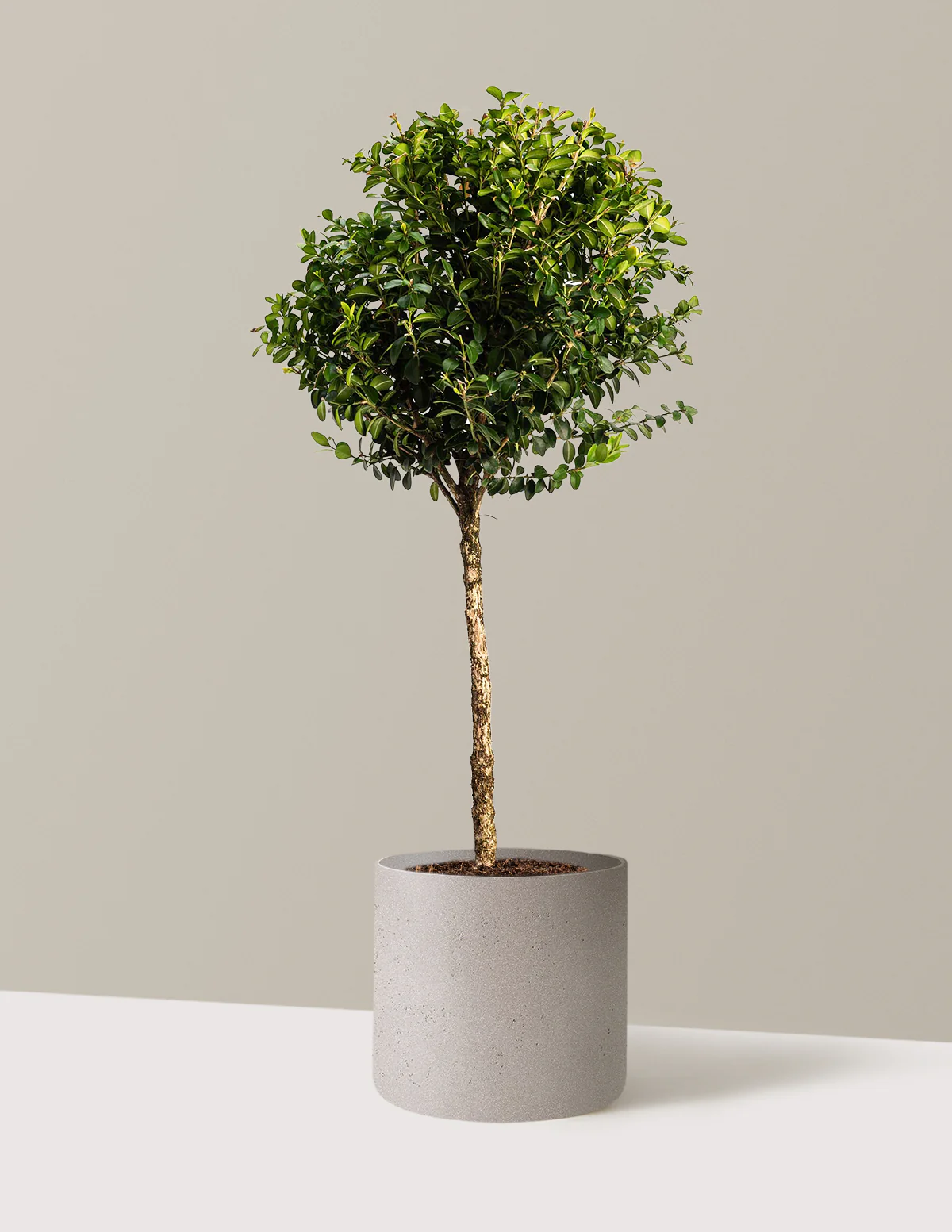 Green Mountain Topiary Boxwood (Ball) - Image 11