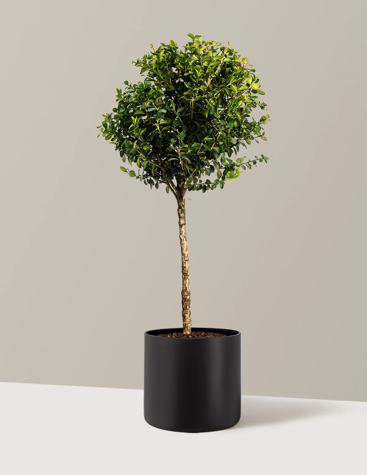 Green Mountain Topiary Boxwood (Ball) - Image 12