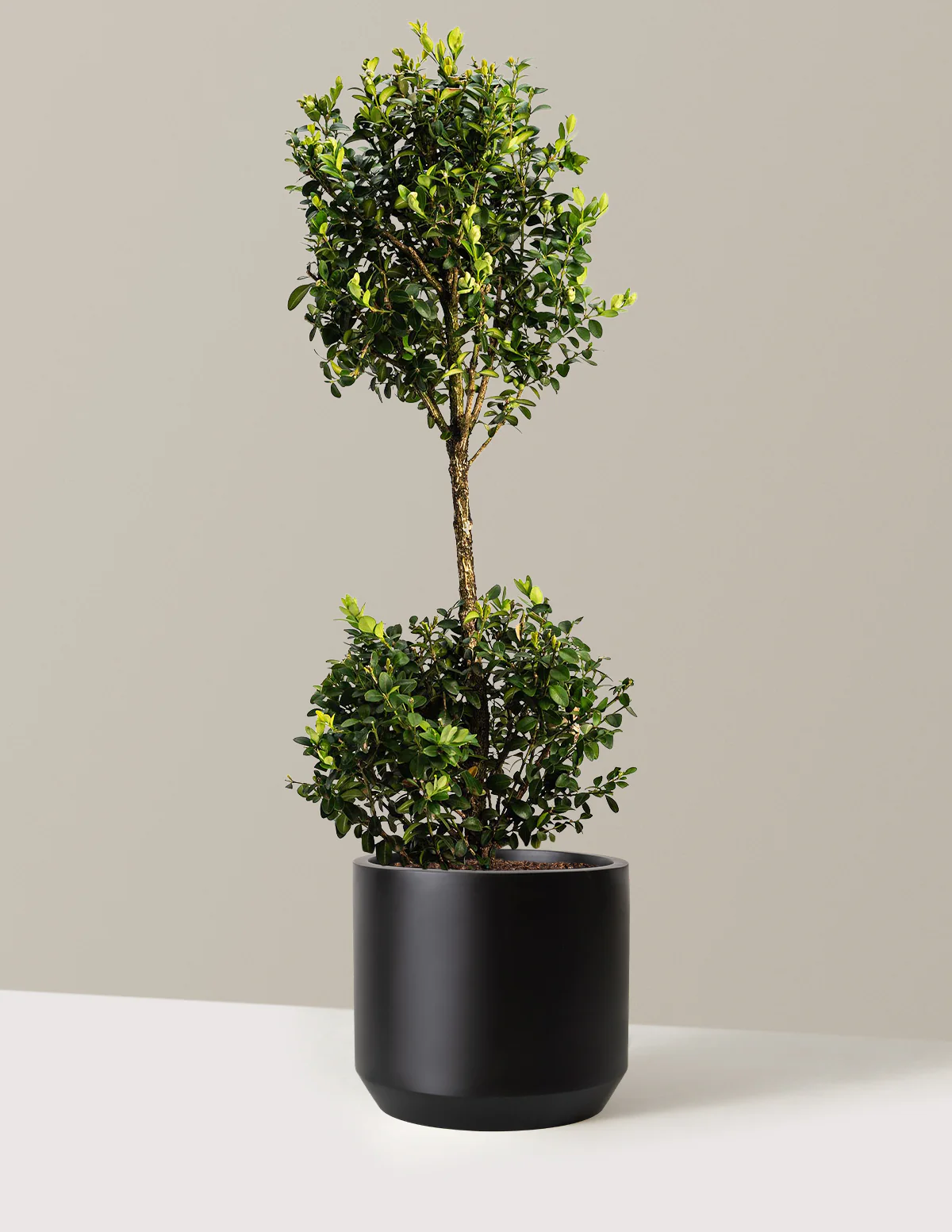 Green Mountain Topiary Boxwood (Ball) - Image 13