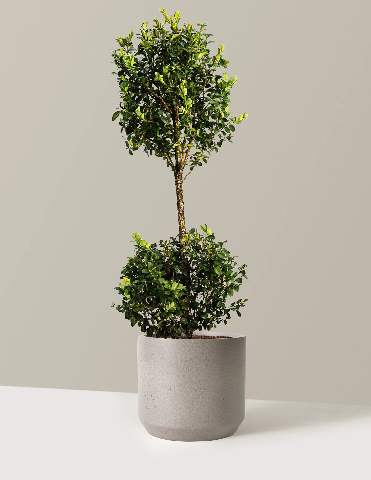 Green Mountain Topiary Boxwood (Ball) - Image 14