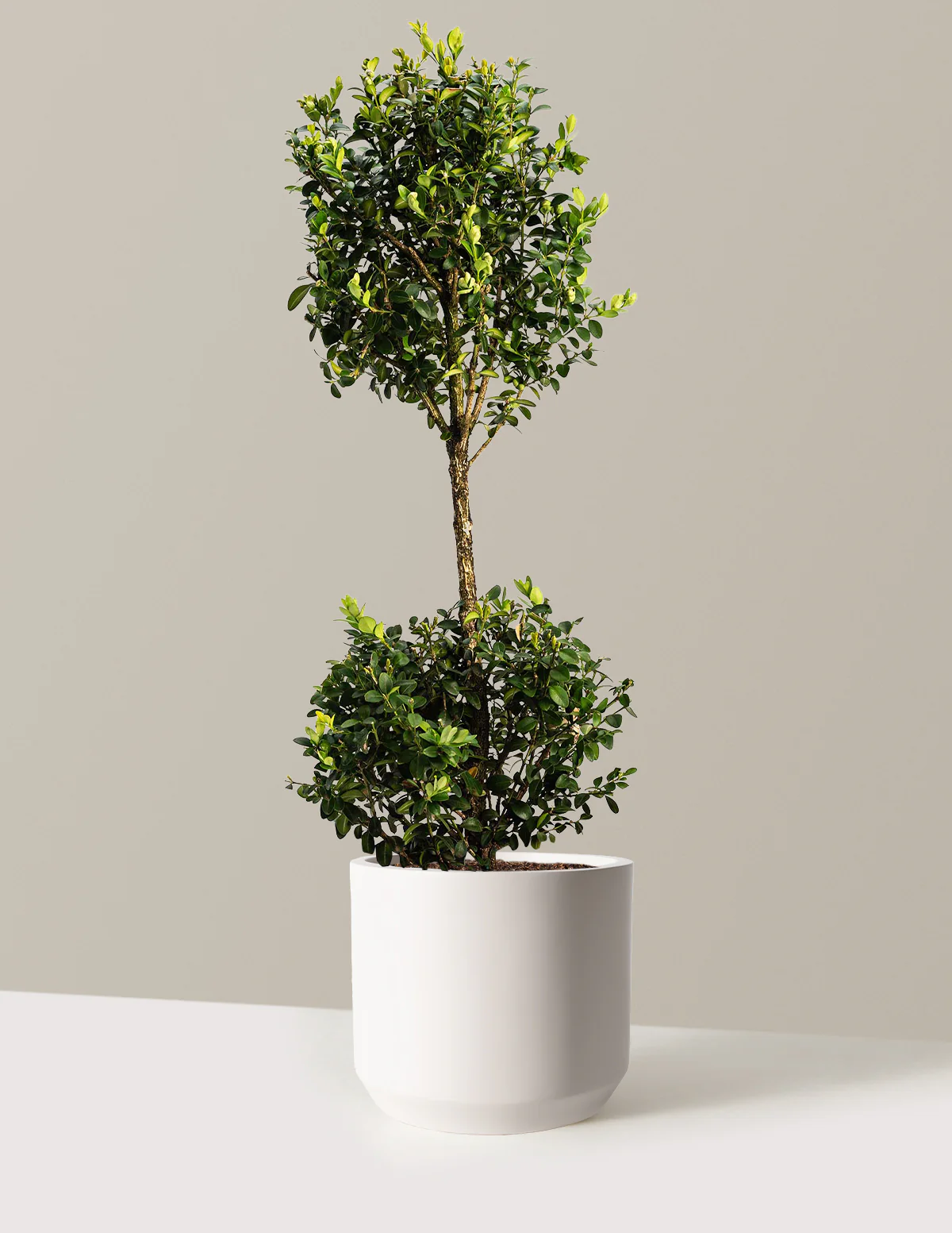 Green Mountain Topiary Boxwood (Ball) - Image 15