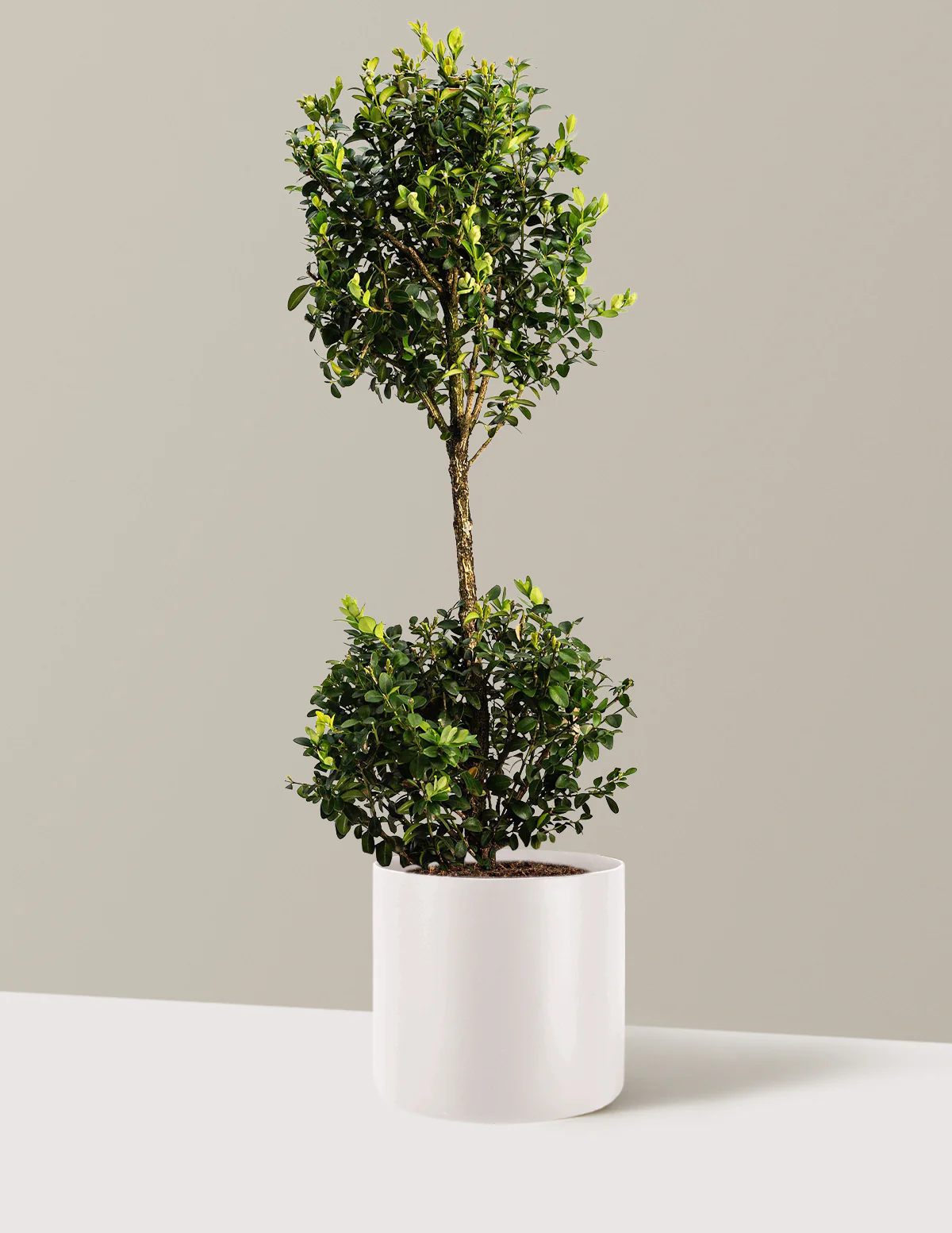 Green Mountain Topiary Boxwood (Ball) - Image 16