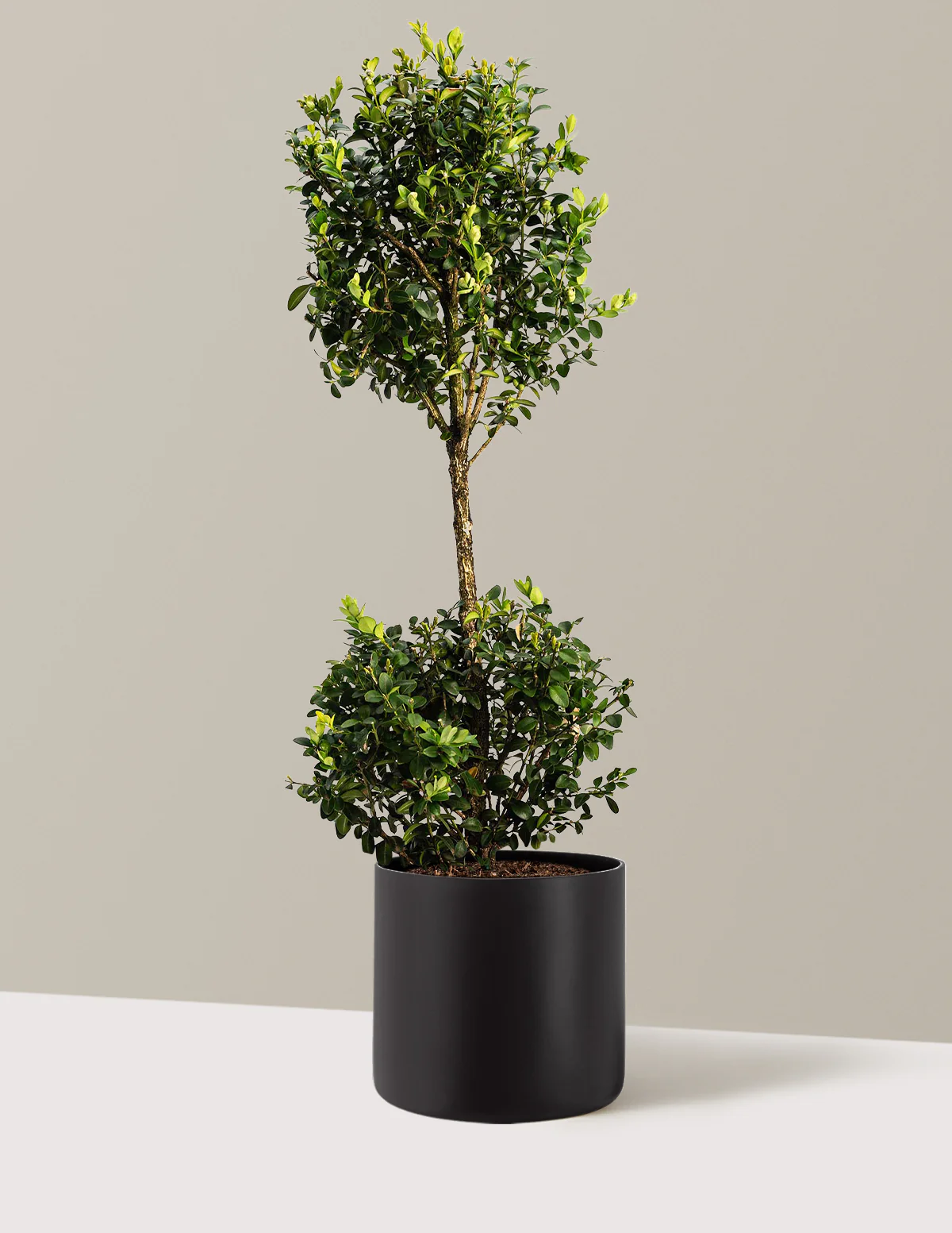 Green Mountain Topiary Boxwood (Ball) - Image 17