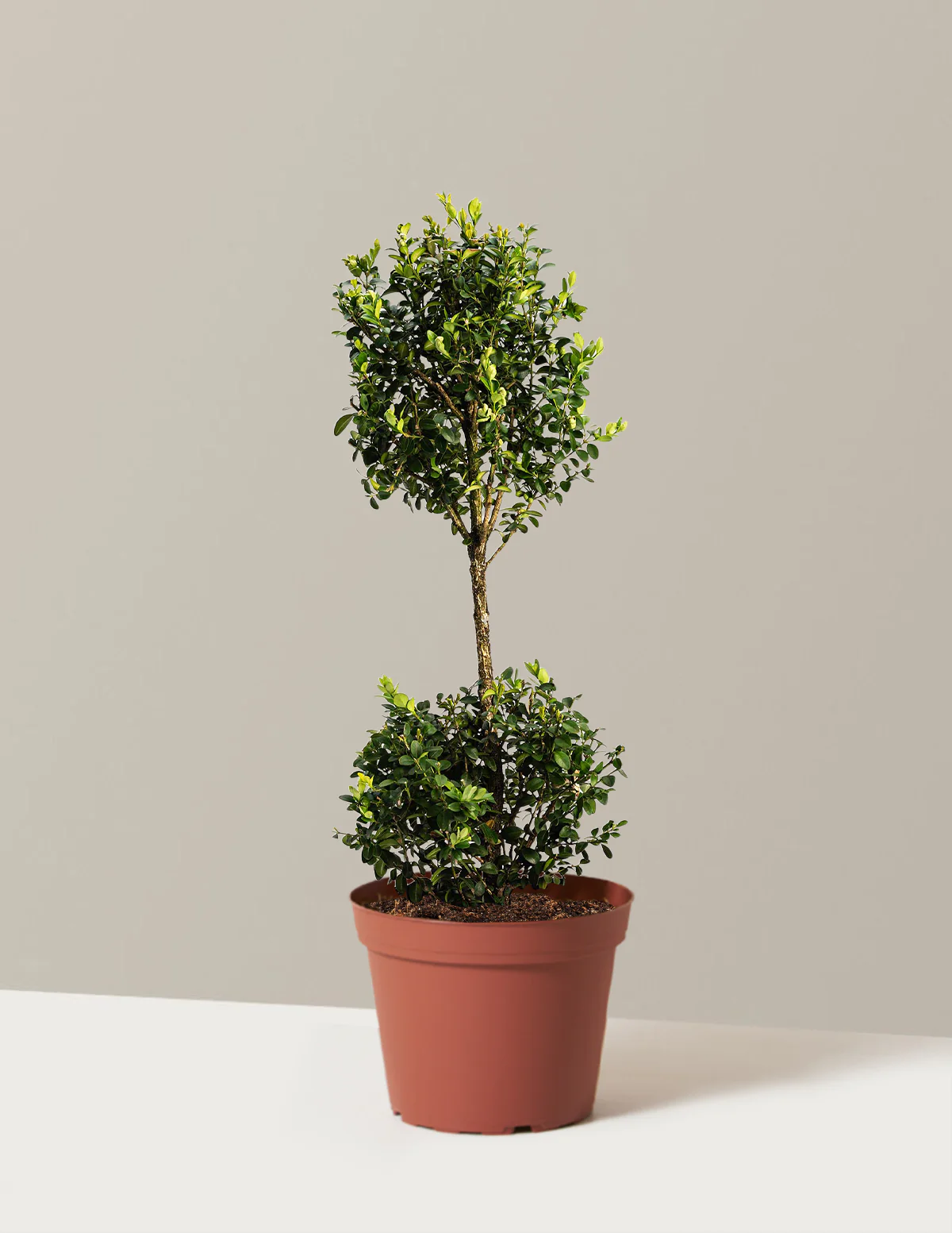 Green Mountain Topiary Boxwood (Ball) - Image 3