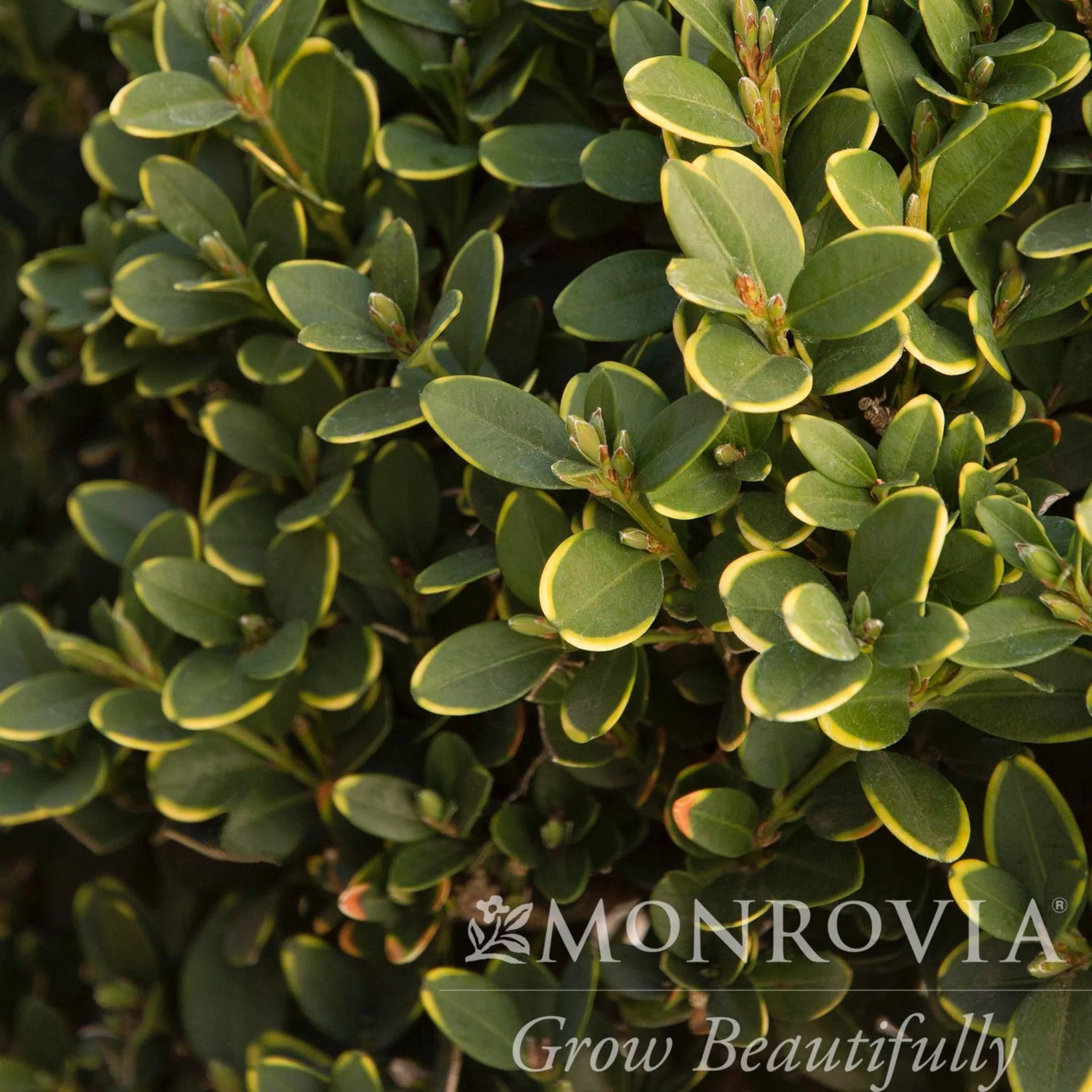 Green Mountain Topiary Boxwood (Ball) - Image 4