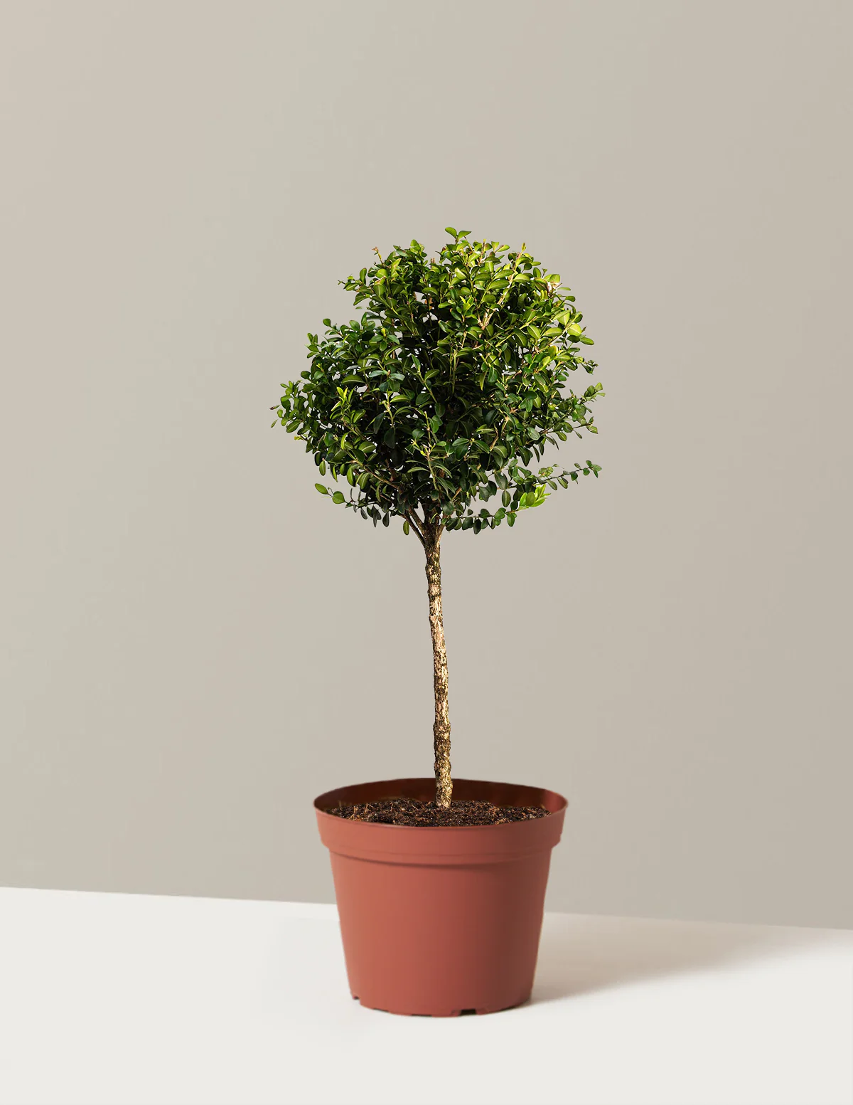 Green Mountain Topiary Boxwood (Ball) - Image 5