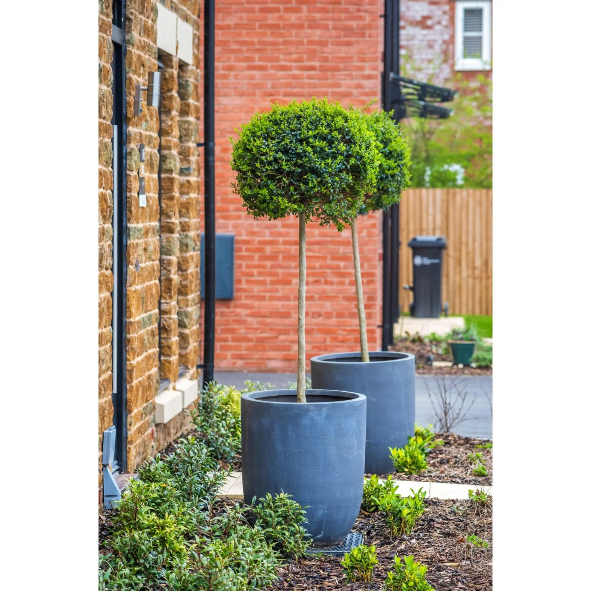 Green Mountain Topiary Boxwood (Ball) - Image 6