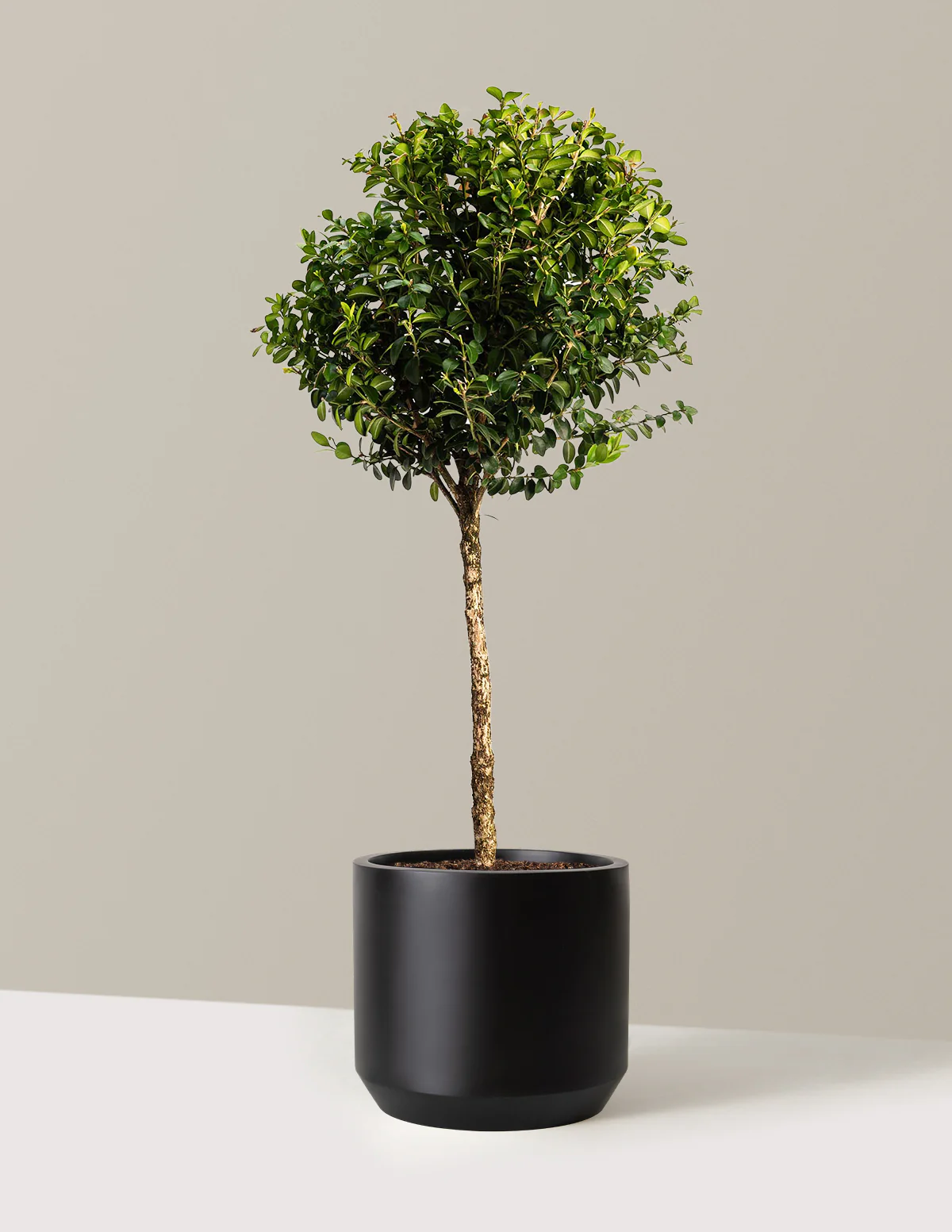 Green Mountain Topiary Boxwood (Ball) - Image 7