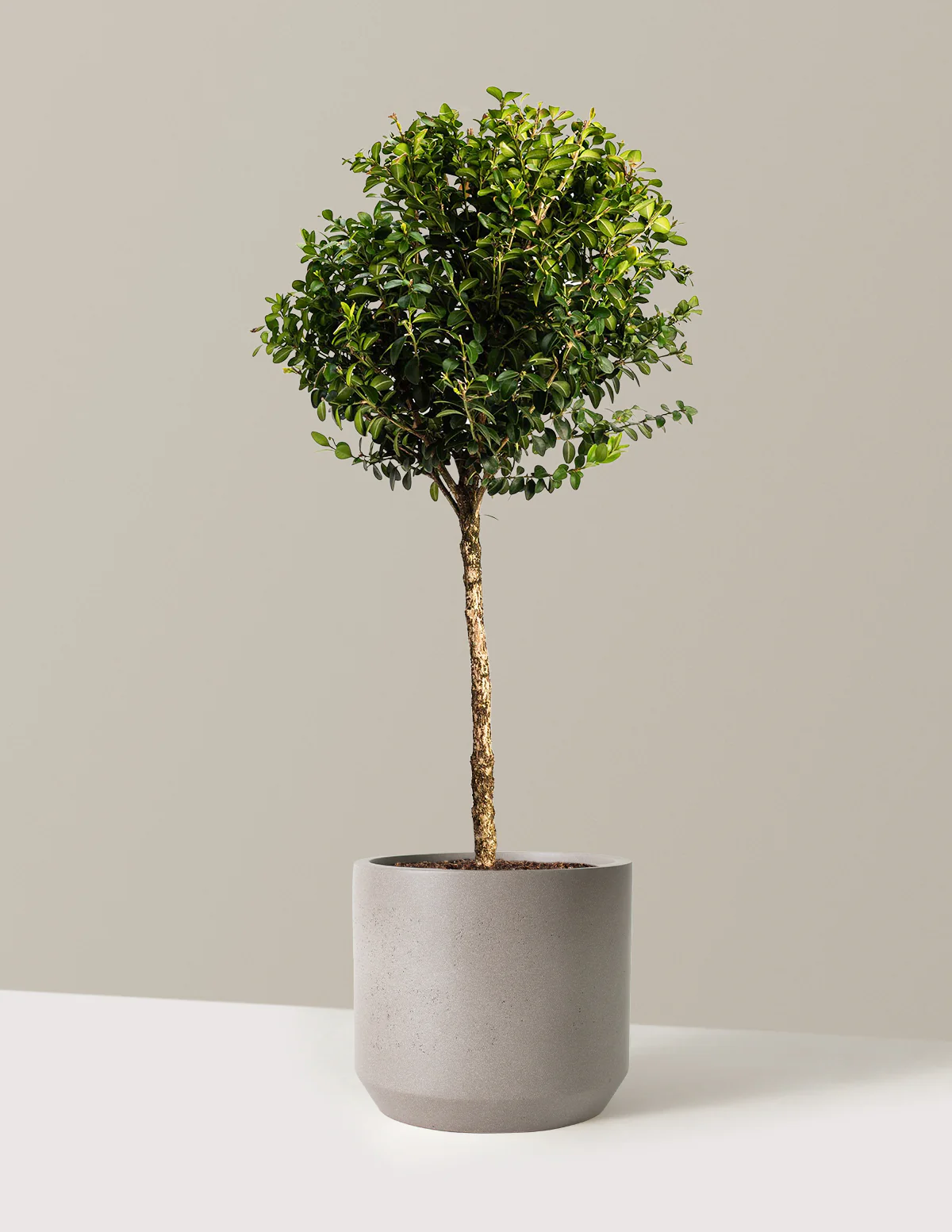Green Mountain Topiary Boxwood (Ball) - Image 8