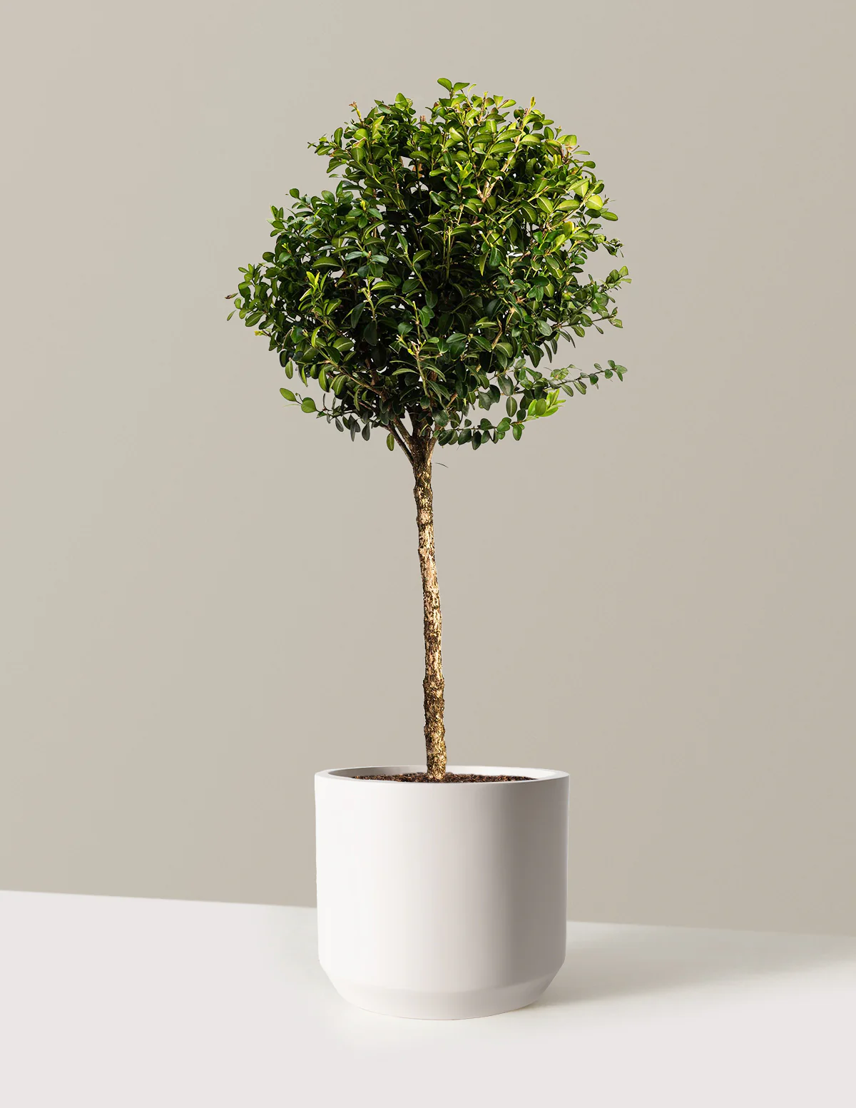 Green Mountain Topiary Boxwood (Ball) - Image 9