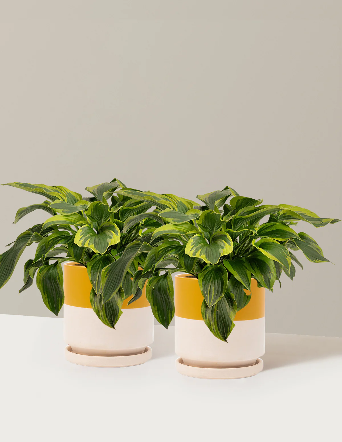 Green Patriot Hosta - Image 10