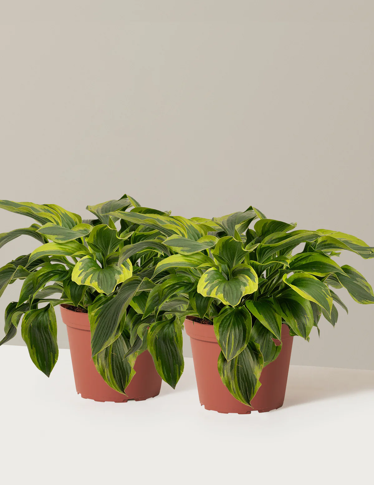 Green Patriot Hosta - Image 11