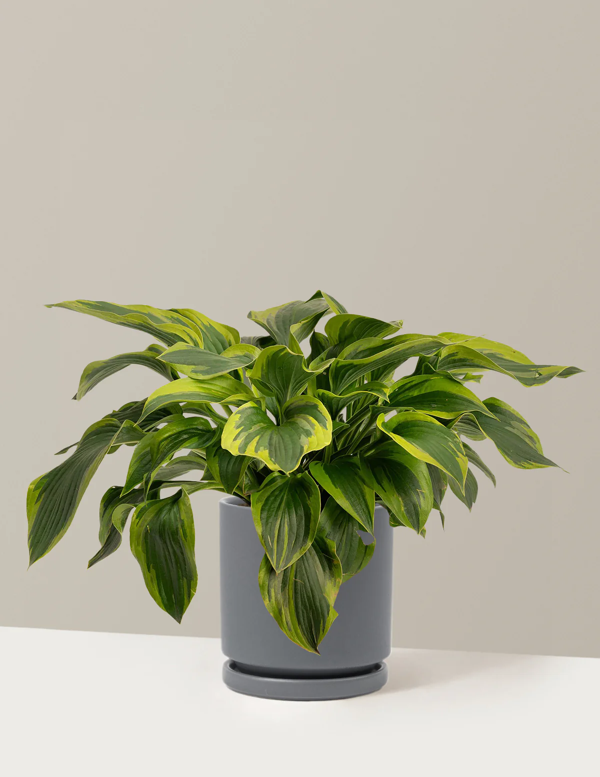 Green Patriot Hosta - Image 12