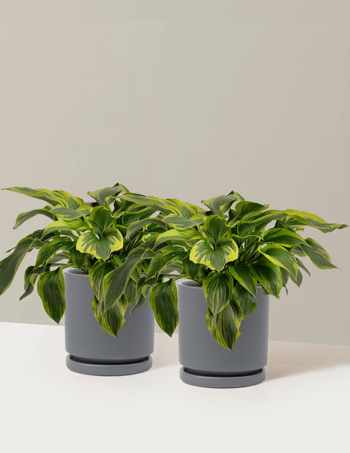 Green Patriot Hosta - Image 13