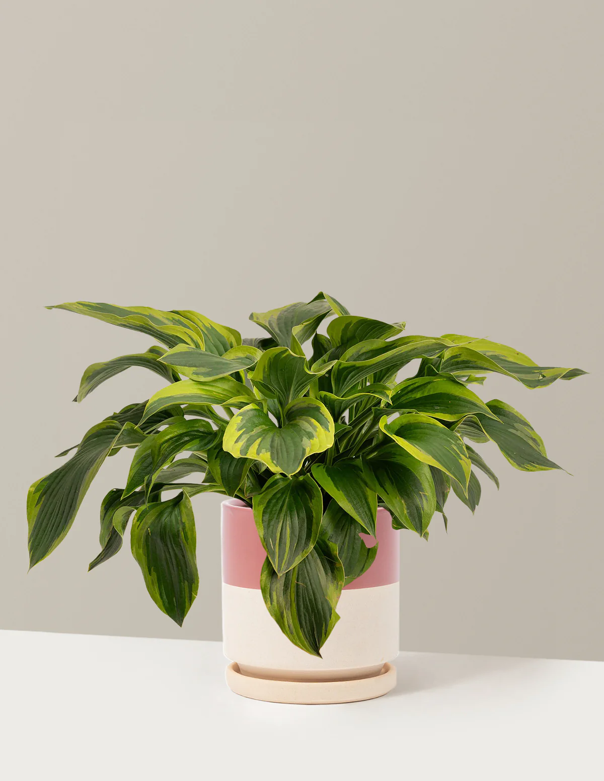 Green Patriot Hosta - Image 14