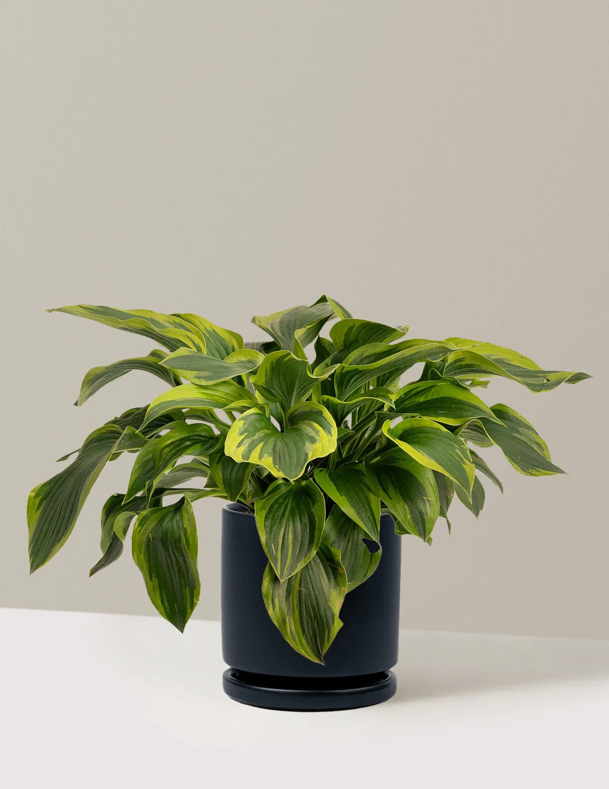 Green Patriot Hosta - Image 15
