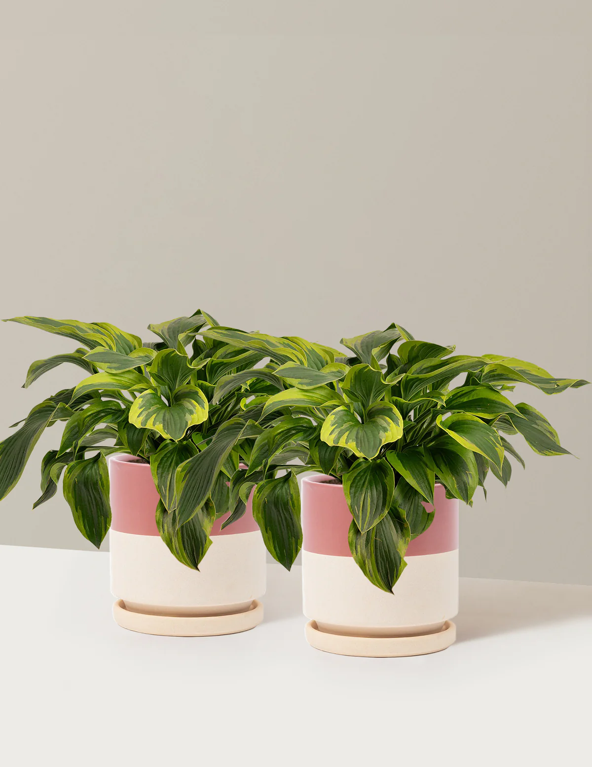 Green Patriot Hosta - Image 16