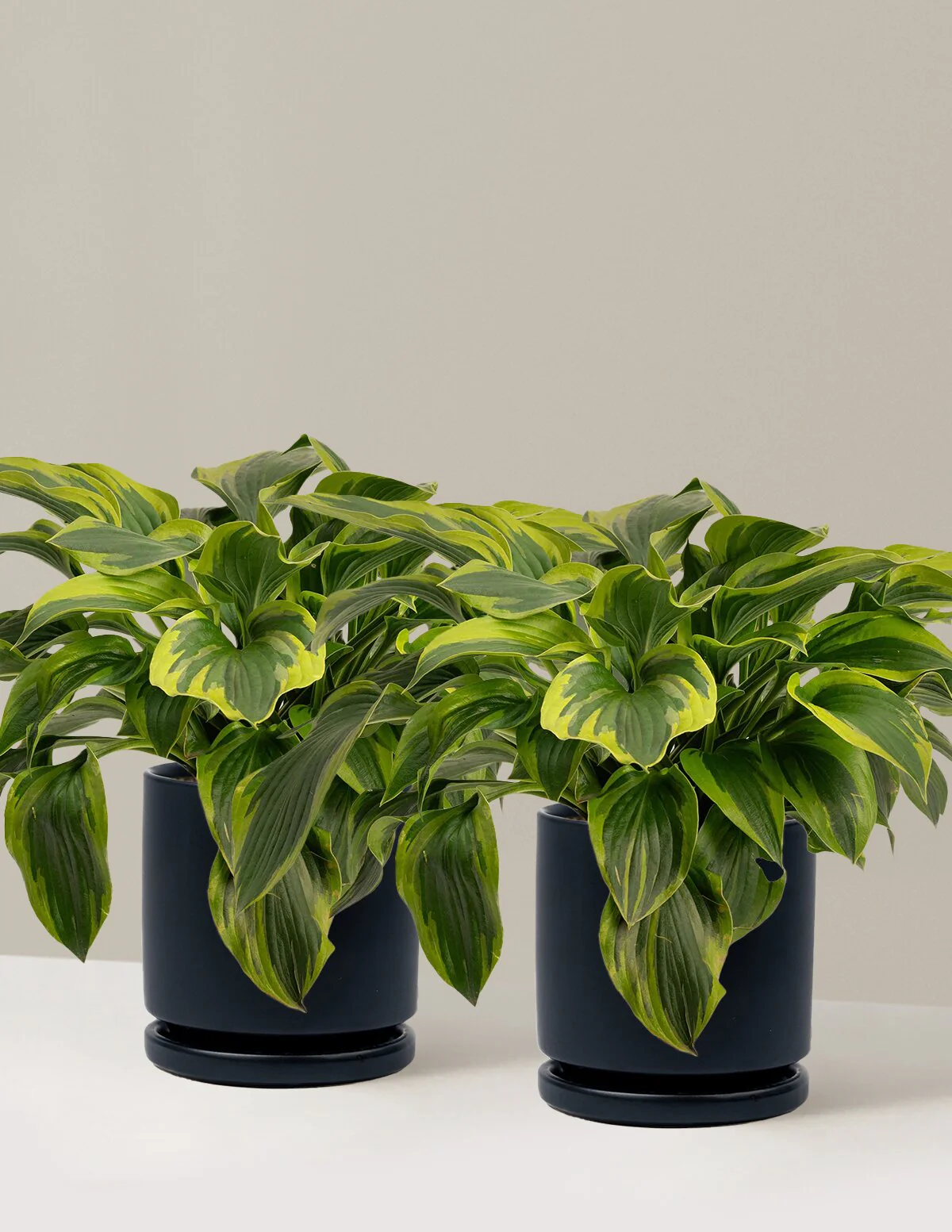 Green Patriot Hosta - Image 17