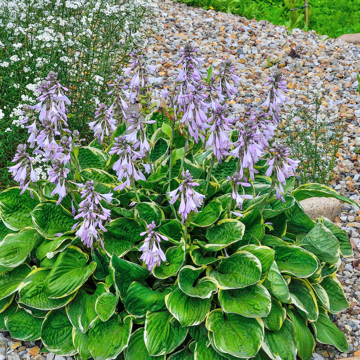 Green Patriot Hosta - Image 3