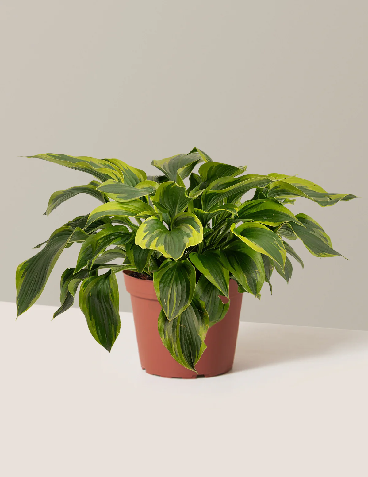 Green Patriot Hosta - Image 4