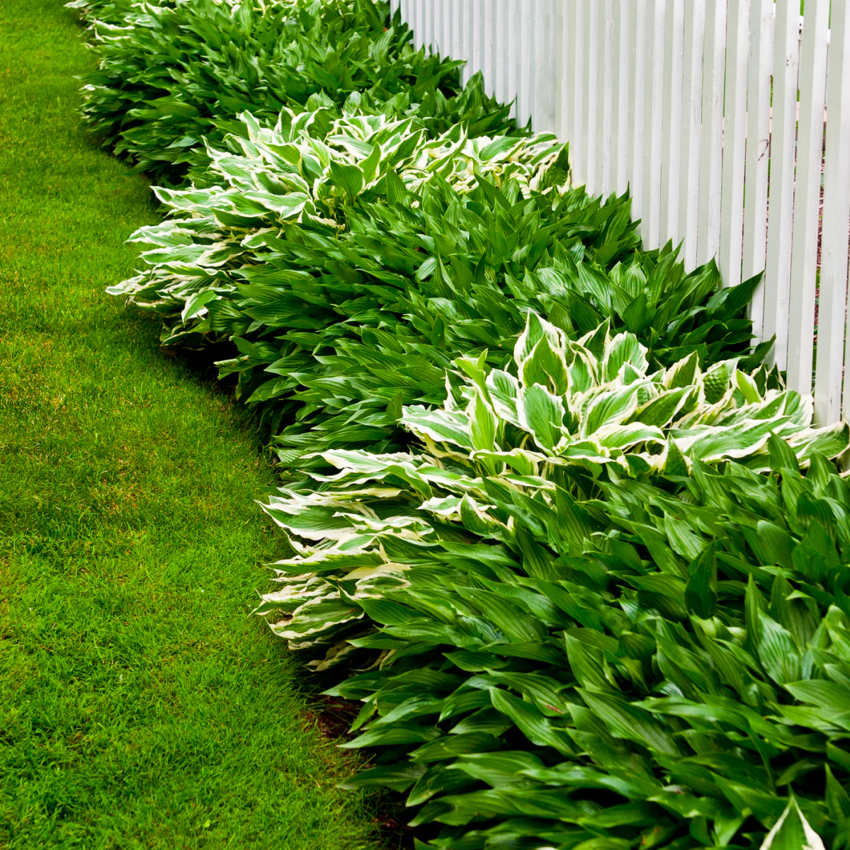 Green Patriot Hosta - Image 5