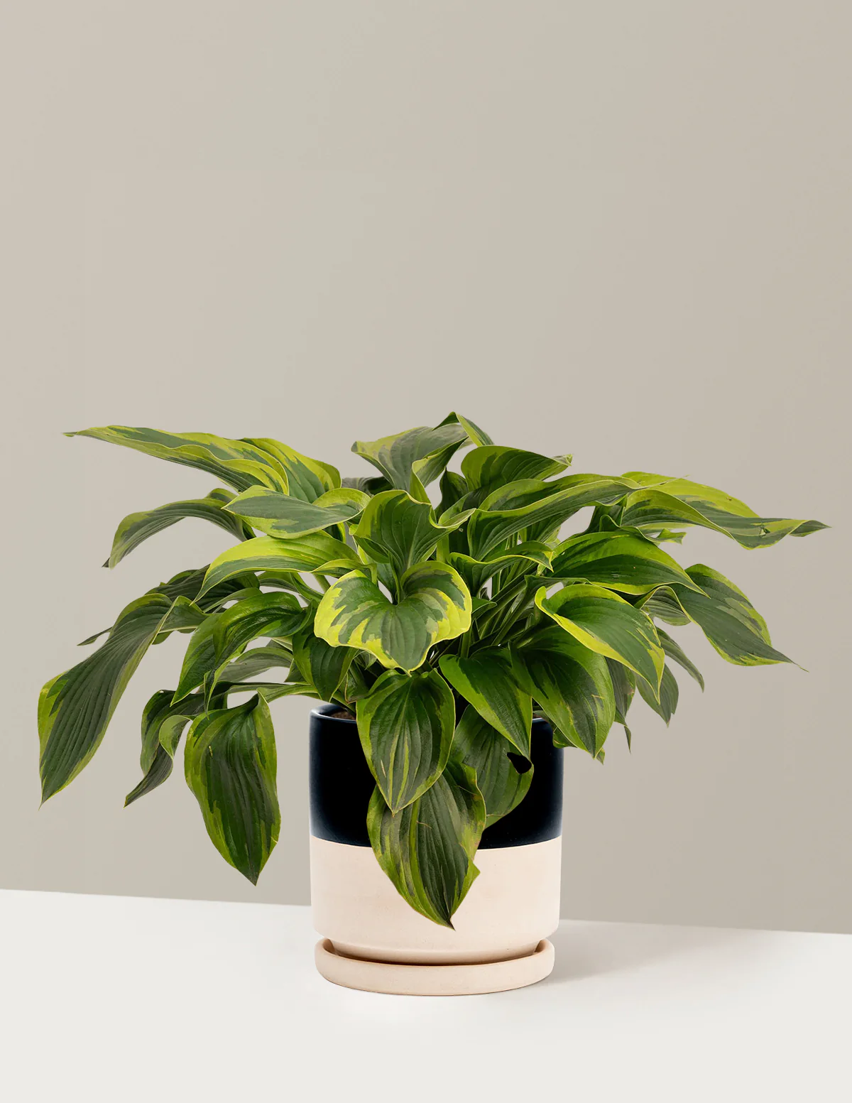 Green Patriot Hosta - Image 6
