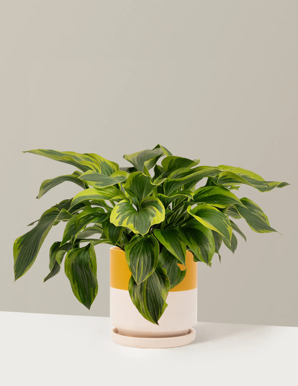 Green Patriot Hosta - Image 7