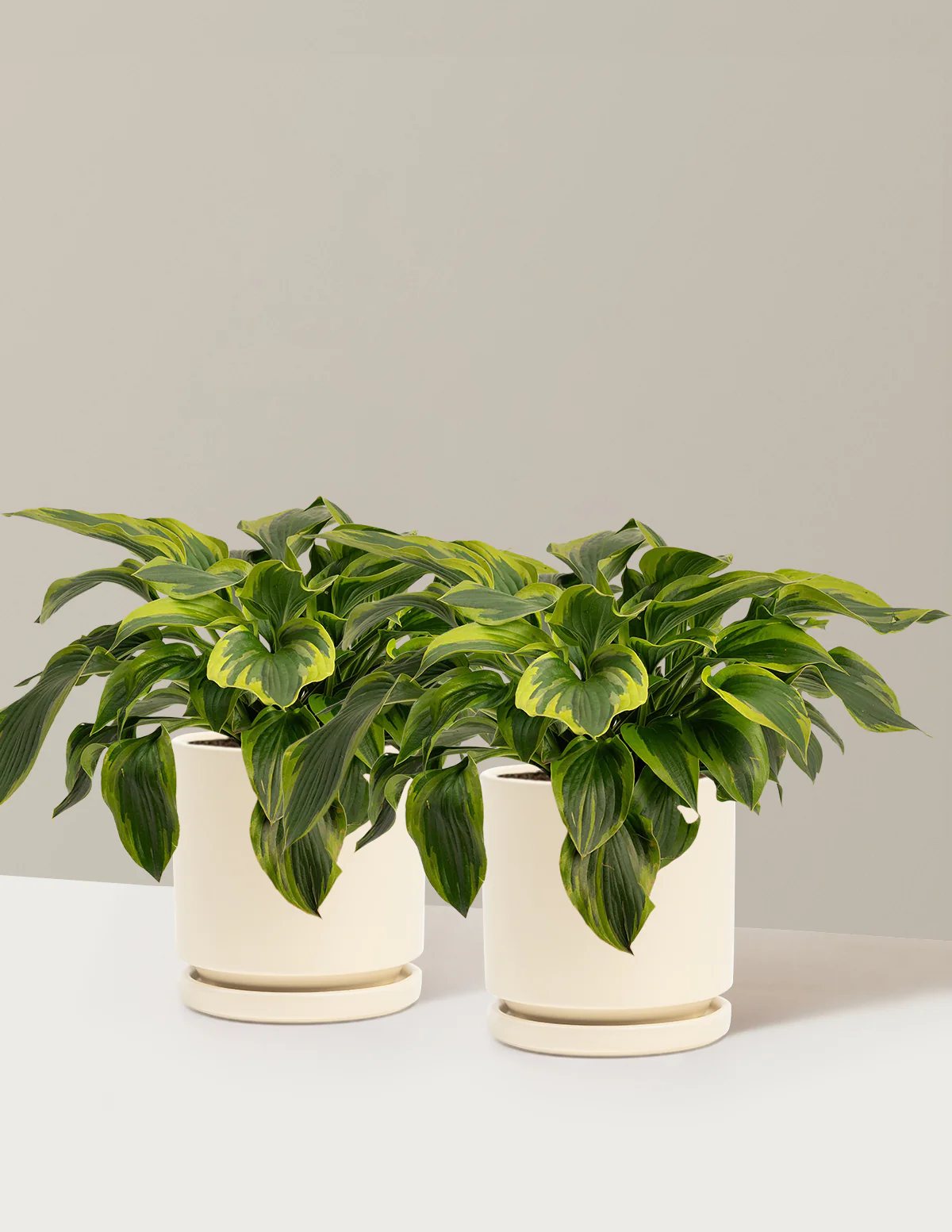 Green Patriot Hosta - Image 8