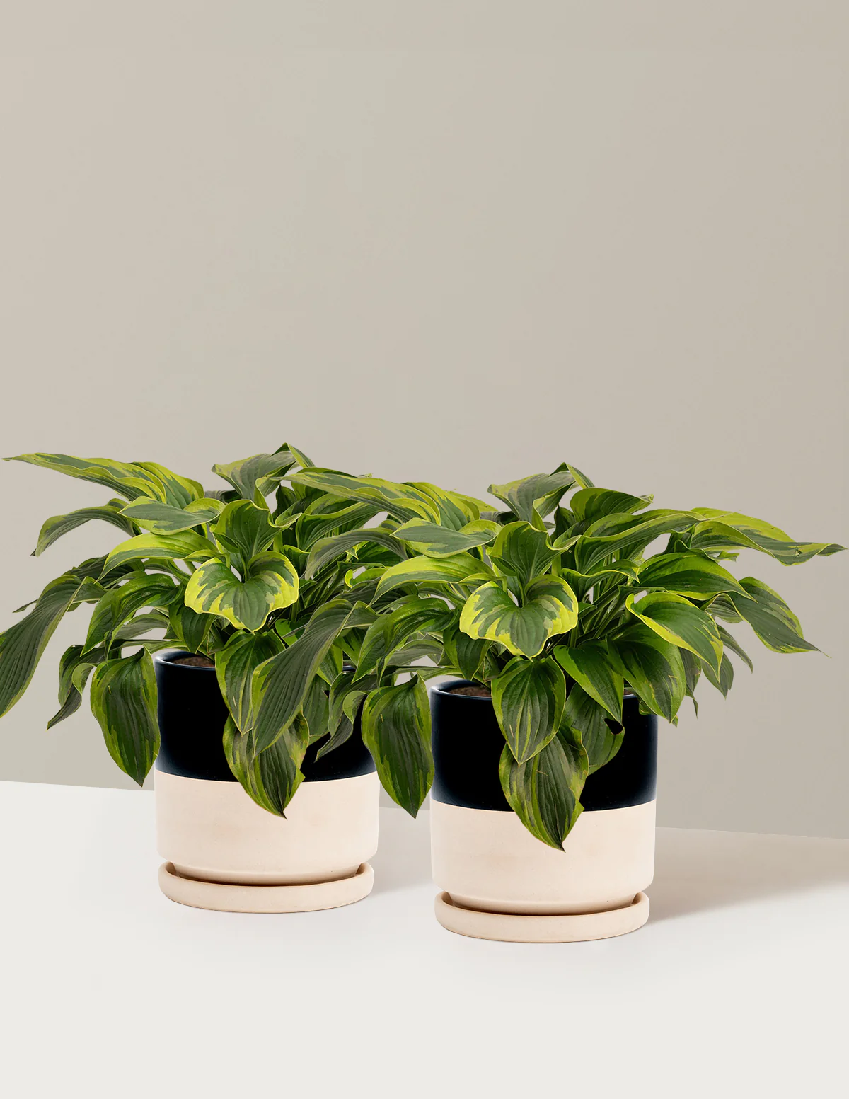 Green Patriot Hosta - Image 9