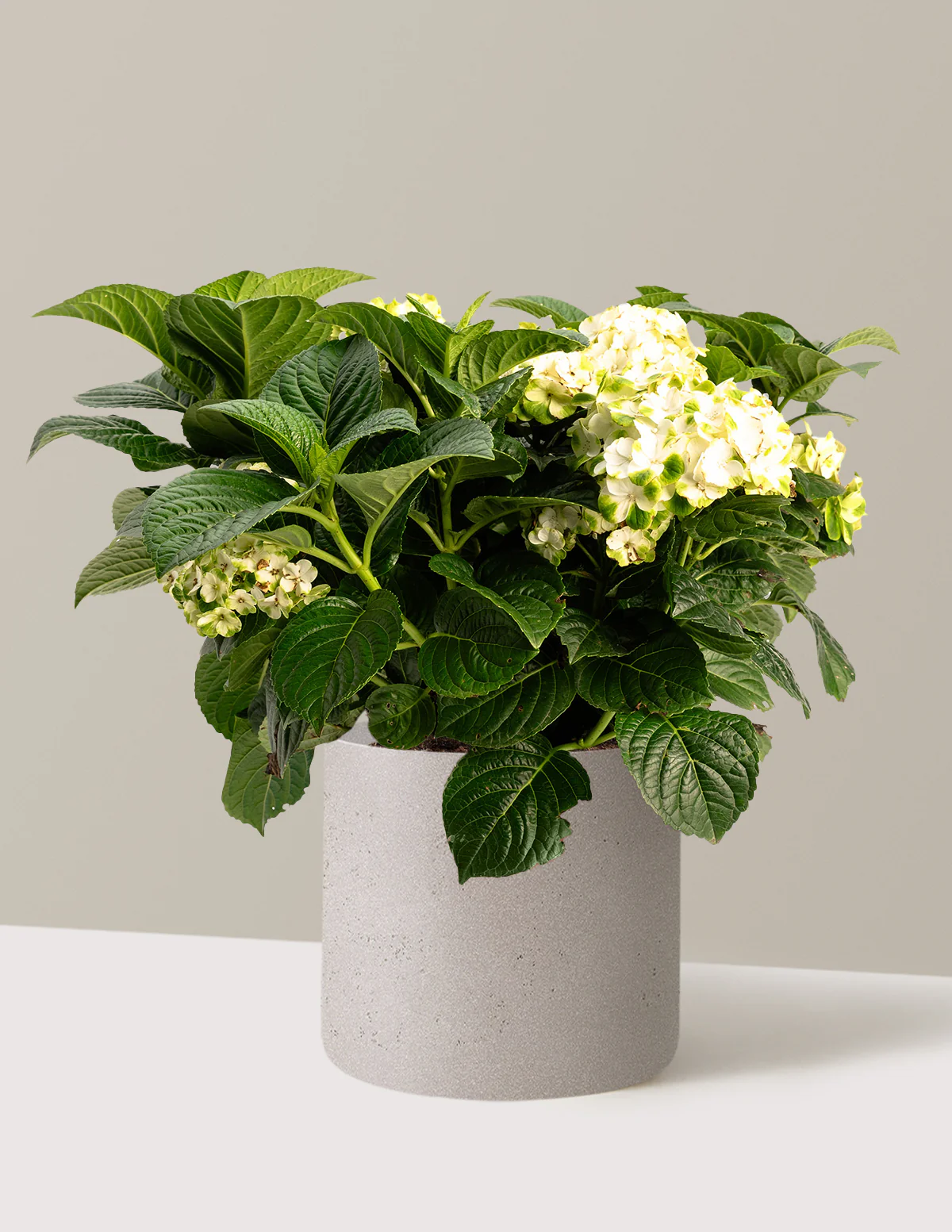 Grin and Tonic™ Reblooming Hydrangea - Image 10